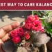 How do you take care of Marlanriana Kalanchoe?