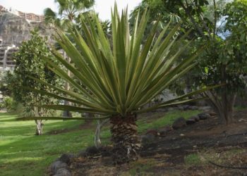 yucca compost