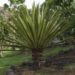 yucca compost