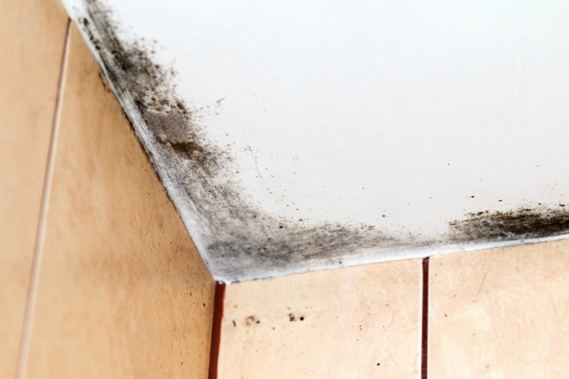 How To Get Rid Of Mold On Ceiling Of Bathroom at Amber Muncy blog
