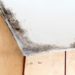 how to get black mould off bathroom ceiling