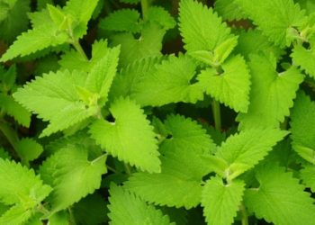 catnip plant growing conditions