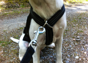 homemade dog harness