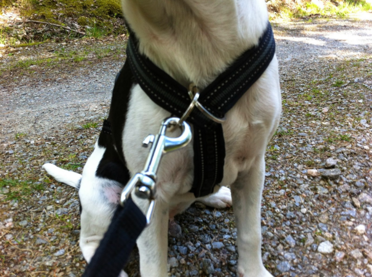 Is it OK for a dog to wear a harness all the time?