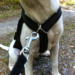 homemade dog harness