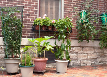Can arborvitae be grown in containers?