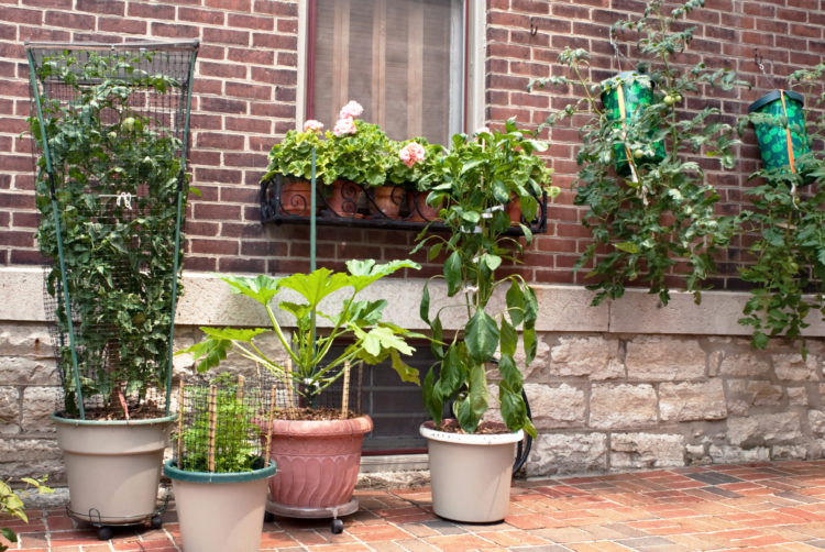 Can arborvitae be grown in containers?