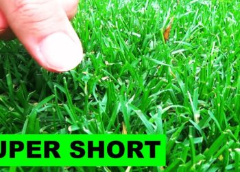 when to cut lawn short for winter