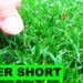 when to cut lawn short for winter