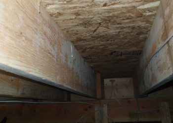 Is mold on floor joists dangerous?