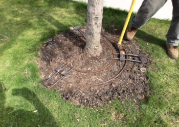 how to straighten bent tree