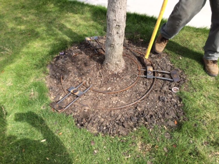 how to straighten bent tree