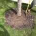 how to straighten bent tree