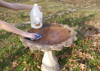 kill algae in bird bath