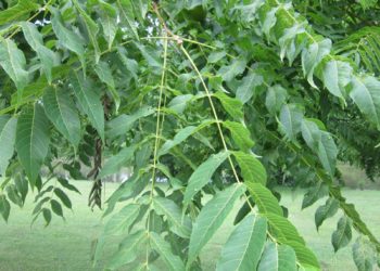 walnut tree identification