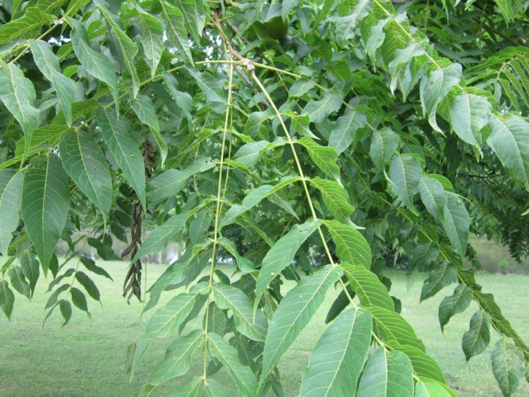 walnut tree identification