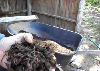 Does rabbit manure need to be composted?