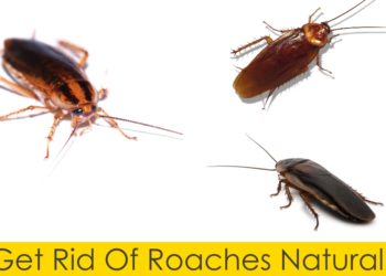 How do you get rid of roaches pet friendly?