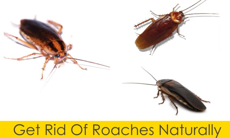 How do you get rid of roaches pet friendly?