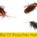 How do you get rid of roaches pet friendly?