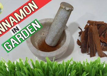 cinnamon as rooting agent