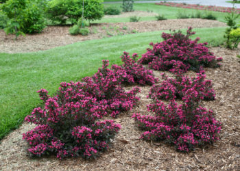 spilled wine weigela winter