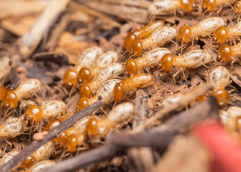 termites health hazard