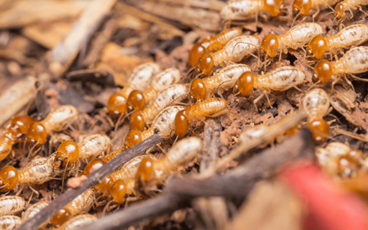 termites health hazard