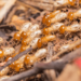 termites health hazard