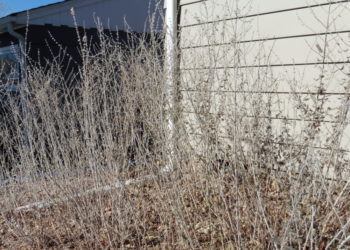 Should you cut back Russian sage?