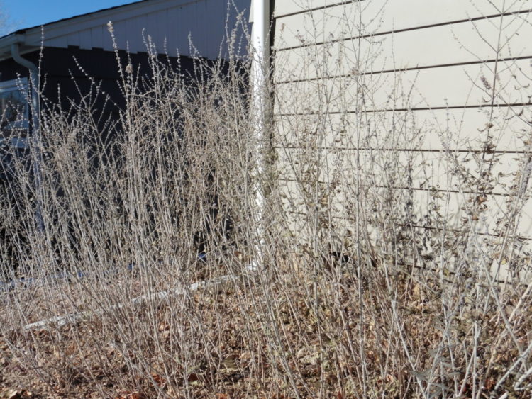 Should you cut back Russian sage?