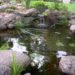 average cost of pond cleaning