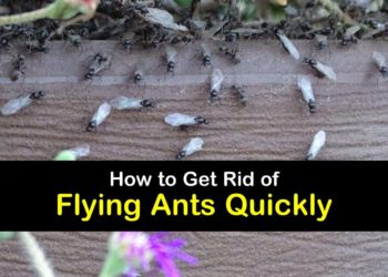 how to kill flying ants