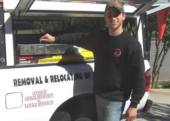 exterminating yellow jackets in attic