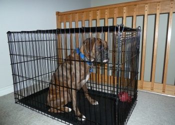 dog crate too small