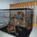 dog crate too small