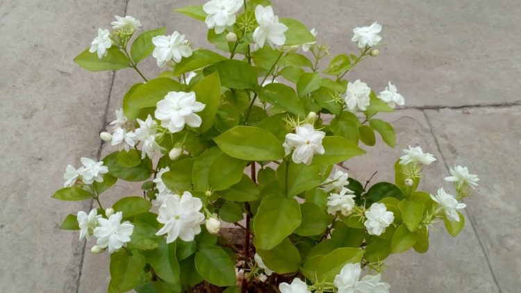 how to care for jasmine plant