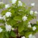how to care for jasmine plant