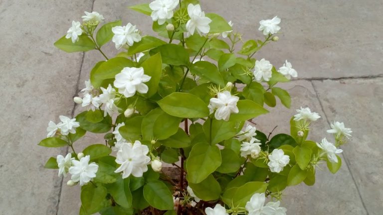 should-you-deadhead-jasmine