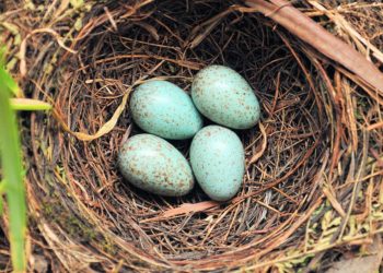 What do you do if a bird builds a nest on your house?