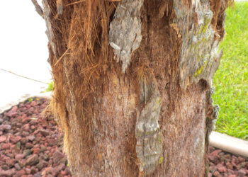 How do I make my palm tree trunk smooth?