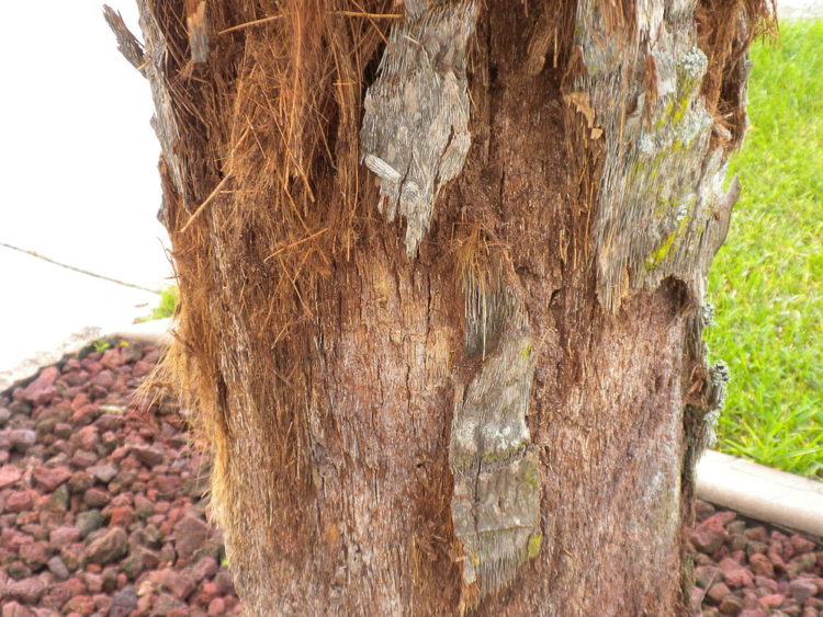 Do Palm Trees Regrow Their Leaves After Hurricane