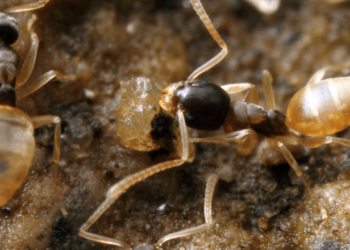 how to get rid of ghost ants in florida