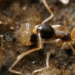 how to get rid of ghost ants in florida