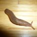 why do slugs come inside the house