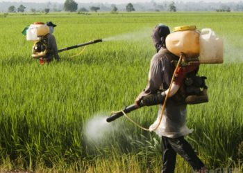 pesticide vs insecticide