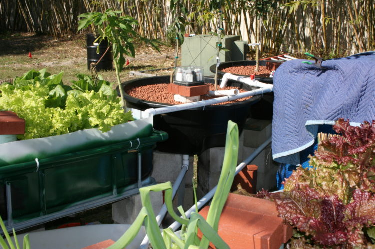 hydroponics aquaponics difference