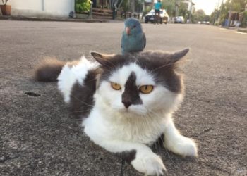what is a cat back