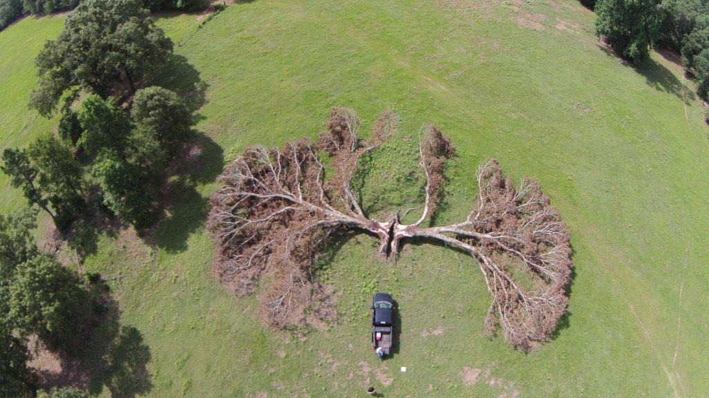 What are the chances of a tree being struck by lightning?