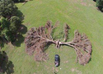 how to save a tree hit by lightning